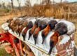 Lake Seminole Duck Hunting