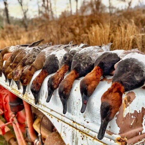 Lake Seminole Duck Hunting
