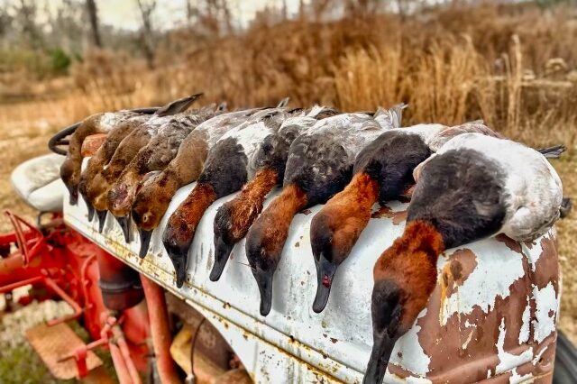 Lake Seminole Duck Hunting